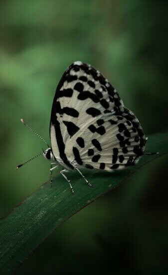 a black and white butterfly sitting on a green leaf